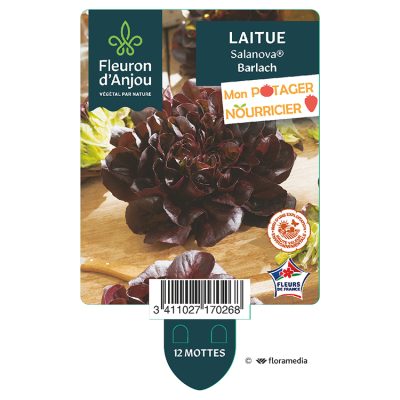 Salade Laitue Salanova Barlach