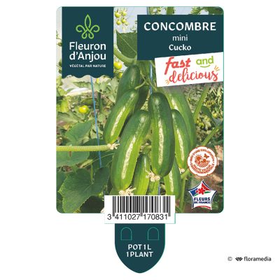 Concombre Mini Cucko