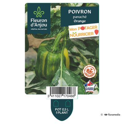 Poivron Panache Orange