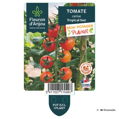 Tomate Cerise Tropical Sun