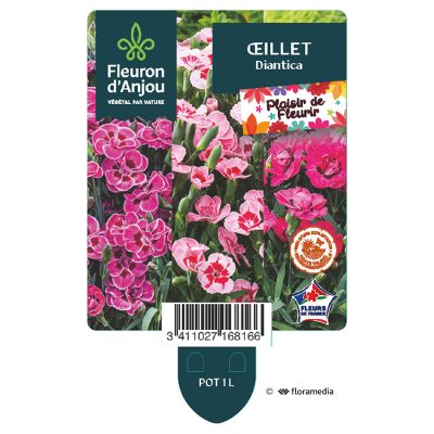 Oeillet Diantica