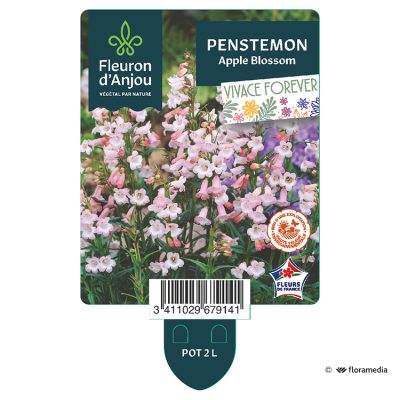 Penstemon