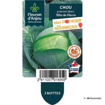Chou Pommé Blanc Tête de Pierre
