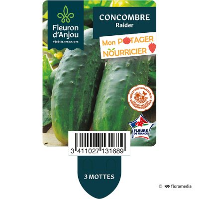 Concombre Raider