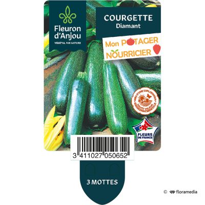 Courgette Diamant