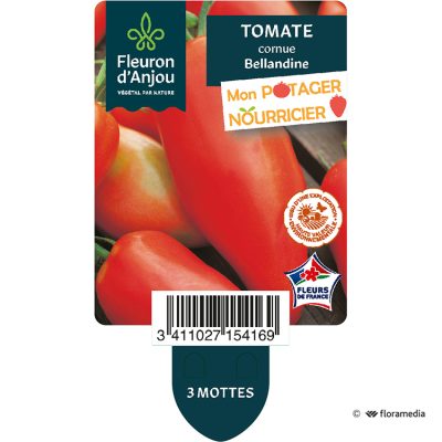 Tomate Cornue Bellandine