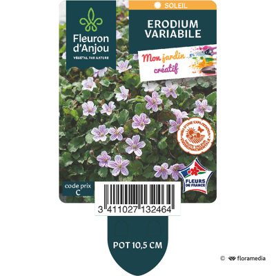 Erodium Variabile