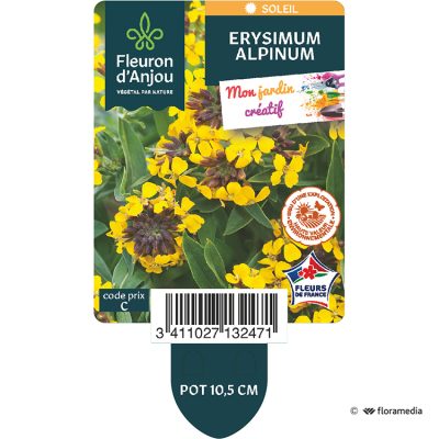 Erysimum Alpinus (Giroflée Vivace)
