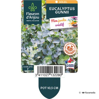 Eucalyptus Gunnii