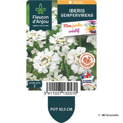 Iberis Sempervirens
