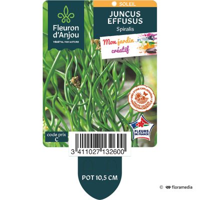 Juncus Spiralis