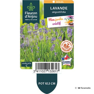 Lavande Angustifolia