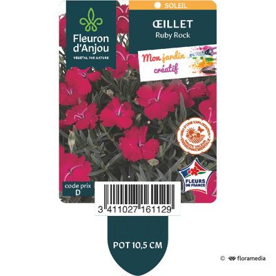 Œillet Ruby Rock