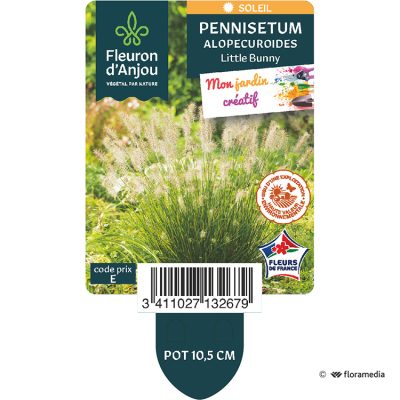 Pennisetum Alopecuroides