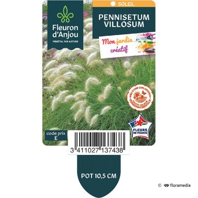 Pennisetum Villosum