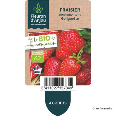 Fraisier non remontant Gariguette