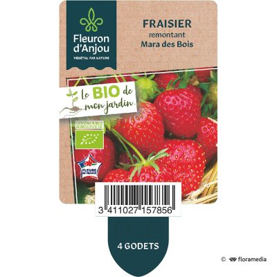Fraisier remontant Mara des Bois