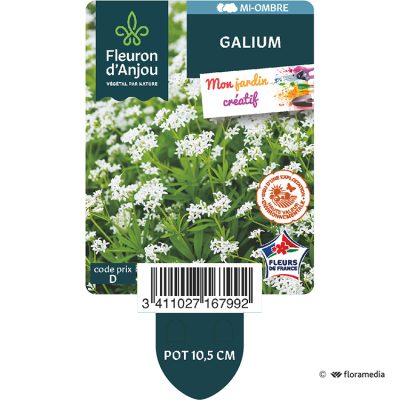 Galium