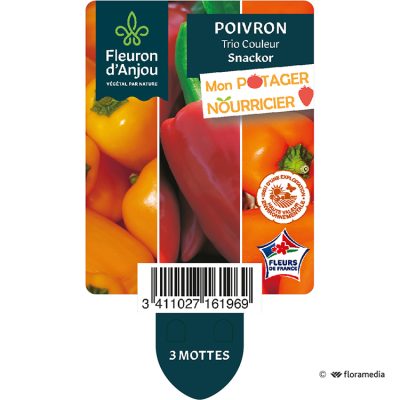 Poivron Trio Couleur Snackor