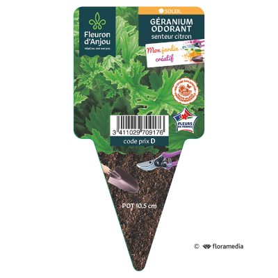 Geranium Odorant Citron