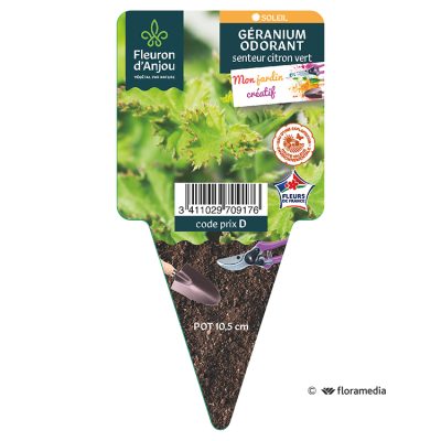 Geranium Odorant Citron Vert