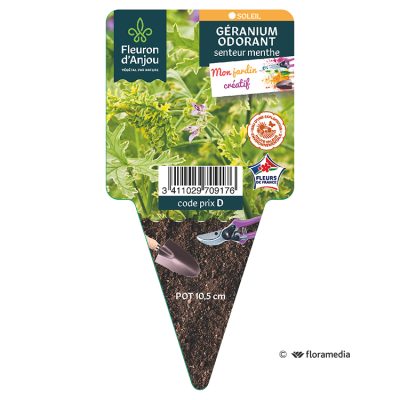 Geranium Odorant Menthe