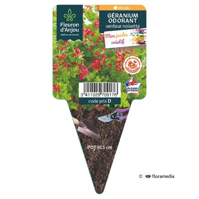 Geranium Odorant Noisette