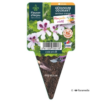 Geranium Odorant Orange