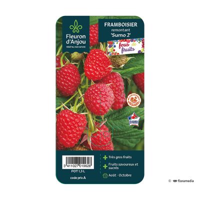 Framboisier remontant Sumo 2