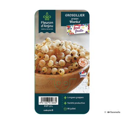 Groseillier Grappe Blanka