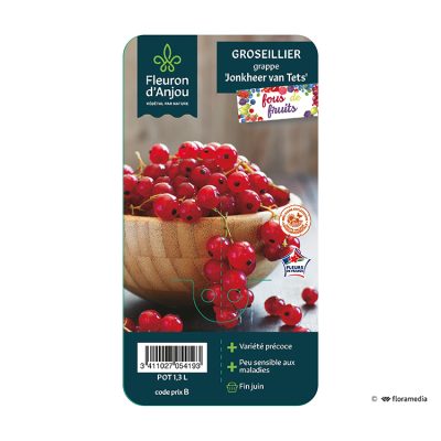 Groseillier Grappe Jonkheer Van Tets