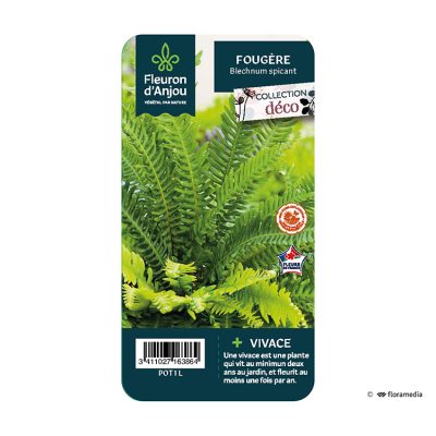 Fougère Blechnum Spicant