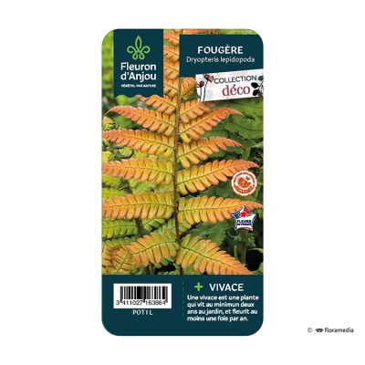 Fougère Dryopteris Lepidopoda