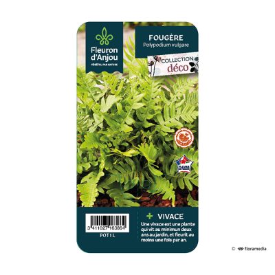 Fougère Polypodium Vulgare
