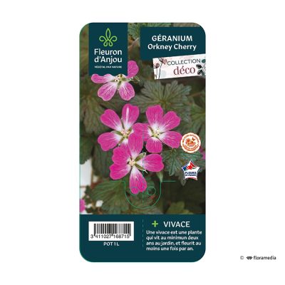 Géranium Orkney Cherry