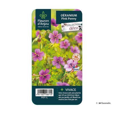 Géranium Pink Penny