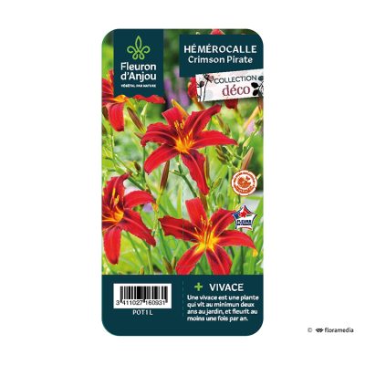 Hémérocalle Crimson Pirate