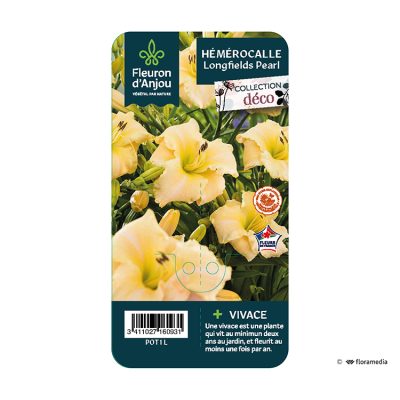 Hémérocalle Longfields Pearl