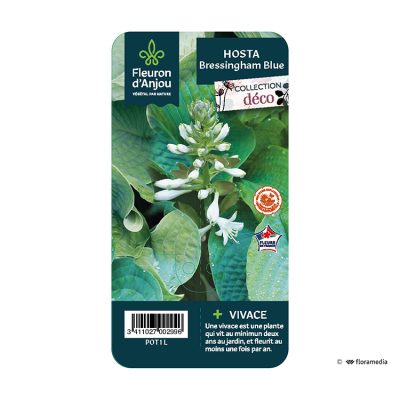 Hosta Bressingham Blue