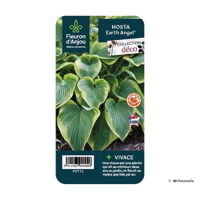 Hosta Earth Angel