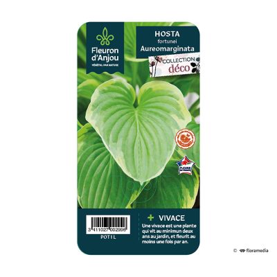 Hosta Fortunei Aureomarginata