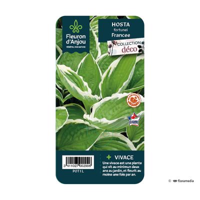 Hosta Fortunei Francee