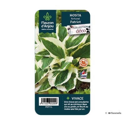 Hosta Fortunei Patriot