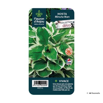 Hosta Minute Man