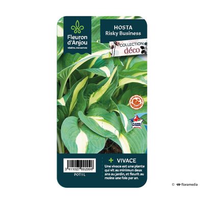 Hosta Risky Business