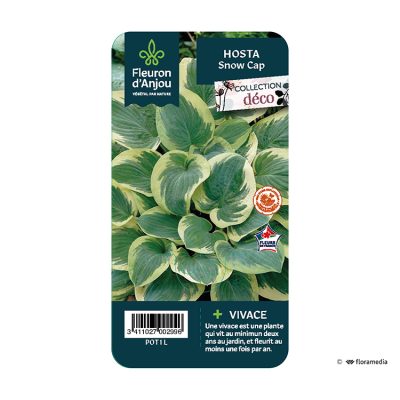 Hosta Snow Cap