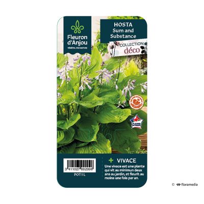 Hosta Sum And Substance