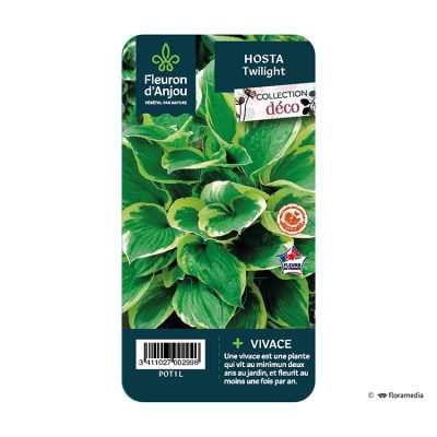 Hosta Twilight