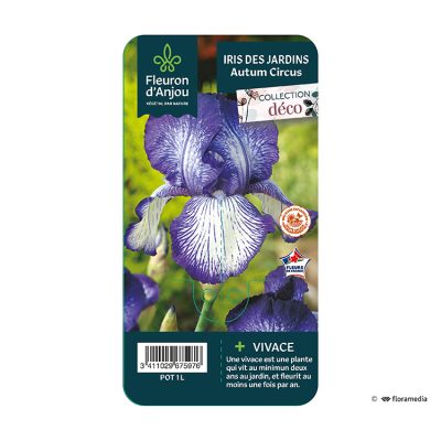 Iris Autumn Circus
