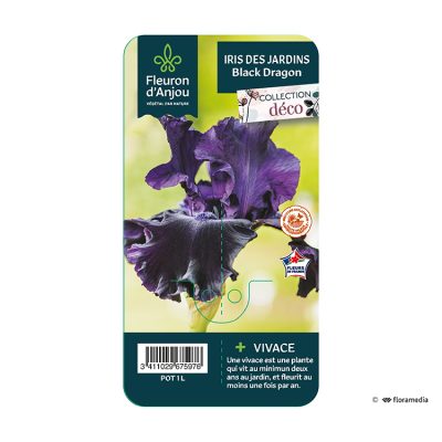 Iris Black Dragon
